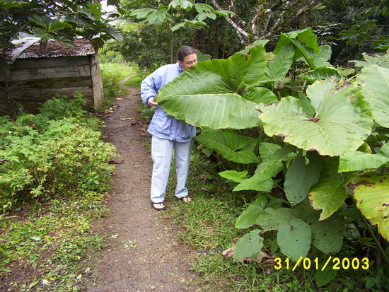 ...you don't need an umbrella when it rains in Ixobel, just grab a leaf...