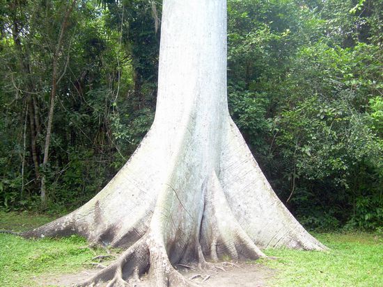 ...trees like this were cut down with Obsidian axes and saws....