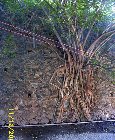 ...anything will grow everywhere in Baranca de Cobre...
