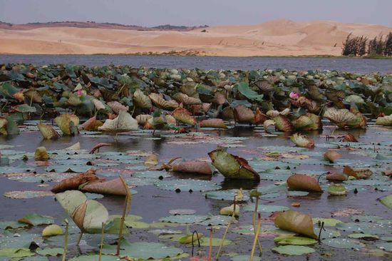 Lotos lake with White Sand Dunes