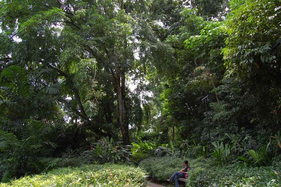 Untouched rainforest