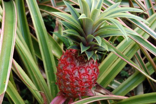 Pineapple live show!