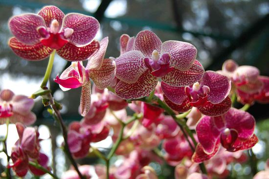 More orchids...