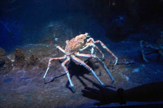 Giant Spider Crab