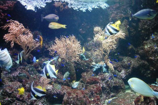 Underwater World maritime wildlife show