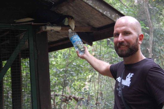 Feeding a hornbill