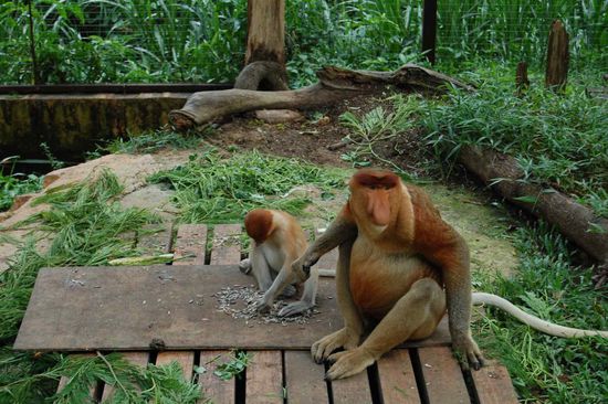 Proboscic monkeys, famous for their big ...... noses!