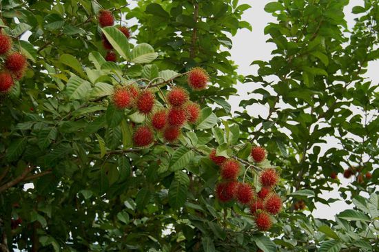 Rambutan