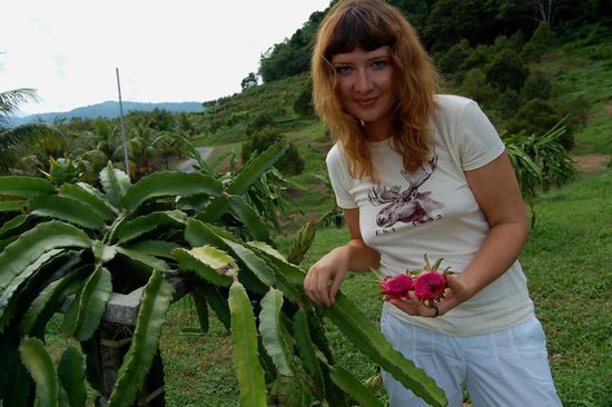 Dragon fruits (looking much better than they actually taste)