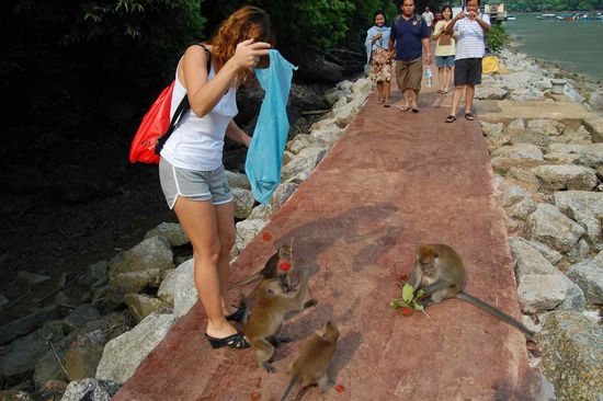 We always hear about shark attacks - but nobody ever warns about monkeys!