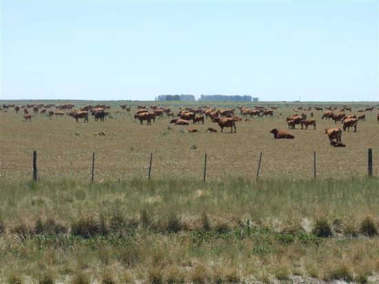 pampas - nothing just beef and gras up to the horizon