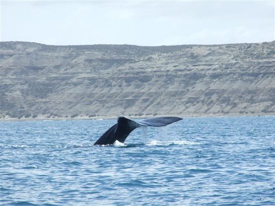 southern right whale in peninsula valdez