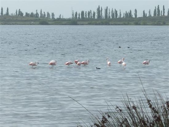flamengos in laguna salada - argentina