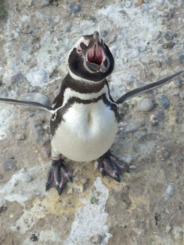 penguins are always happy...