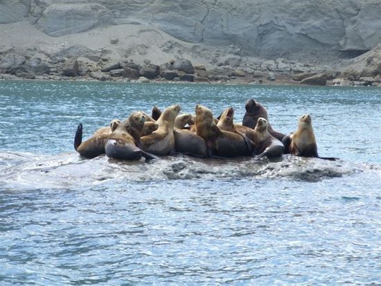 lobos - peninsula valdez
