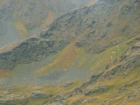 The white spots are the mountain goats