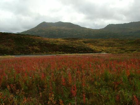 Fireweed at Frazer River