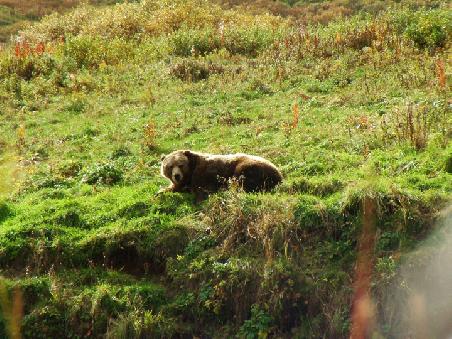 Kodiak Bear