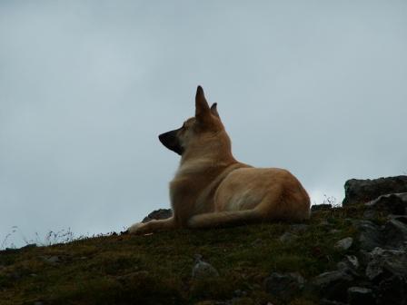 Not only wild animals are living up there