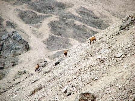 Chamois seen from the bedroom window