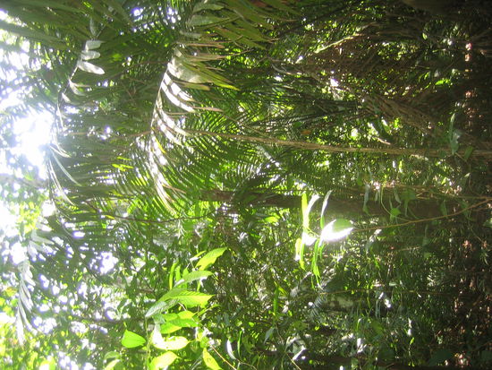 Thick green jungle. Sometimes you do need the machete.