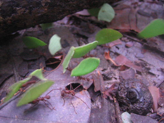A street of leave-cutting ants.