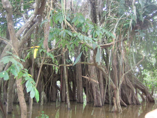 One of the million trees that are used to be flooded.