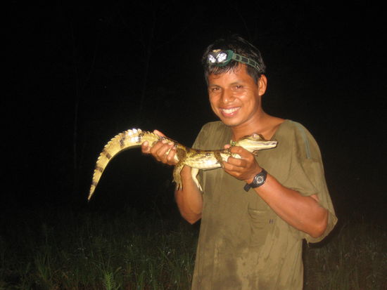 The Wolf with his catch - a kayman.