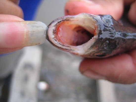 One of the piranhas I caught. But he was very small and I released all of them afterwards.