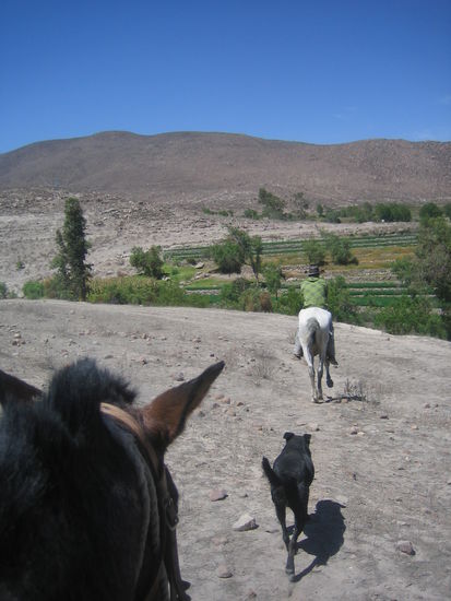Horse riding in a nearby valley, half dessert, half oasis.