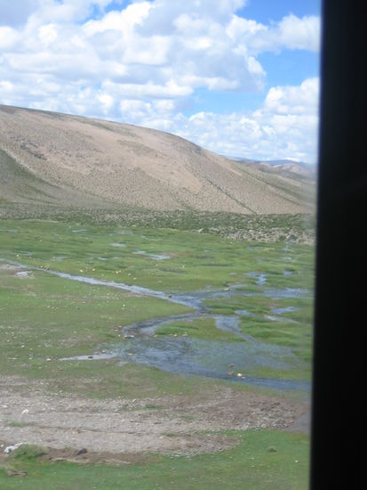 In the highlands, there are only very, very few wet spots. But they are very important for the pecuñas there - if they don´t it this moss, their fur won´t get soft.