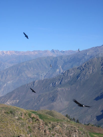 One of the few good shots. It is difficult to get the condors close to the camera.