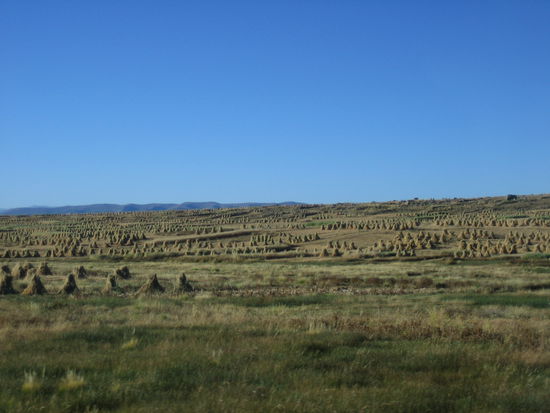 Harvest time on the way from Peru to Bolivia.