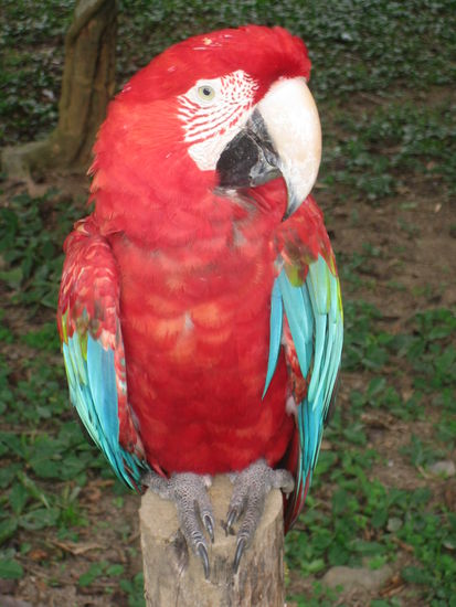 One animal that is now happy in the animal refuge.