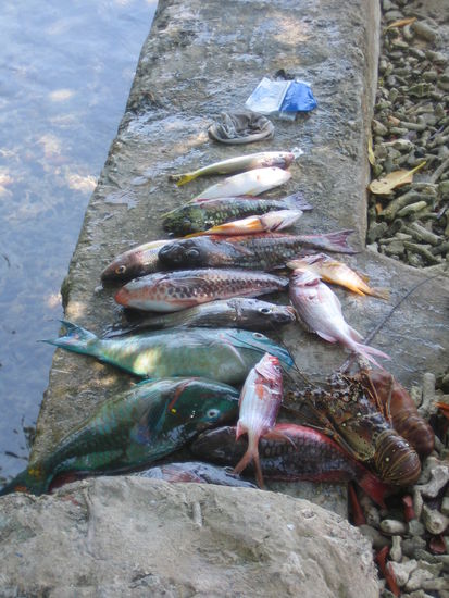Our lunch. Harpooned by Carlos.