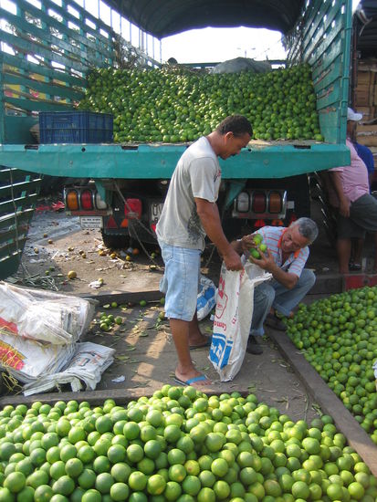 A lot of limes for a lot of Caipirinha.