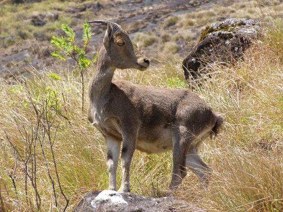 in Eravikulam National Park