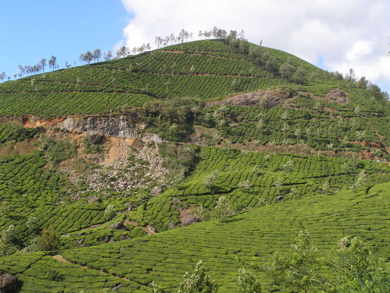 Tea plantation