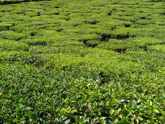 Tea plantation