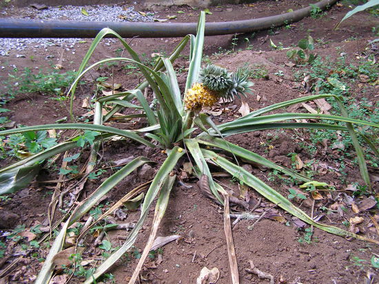 Pineapple