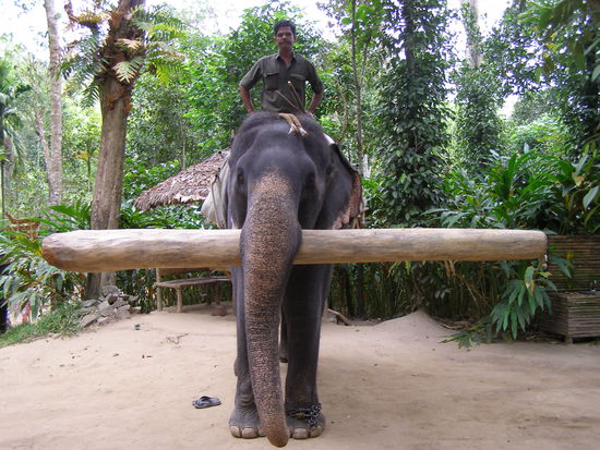 Elephant show