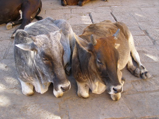 Two chummy cows