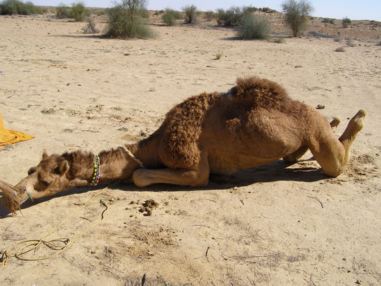 Our Crazy Camel