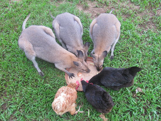 The Wallabies eating the chickens food 