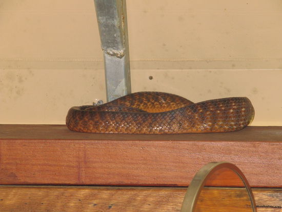 Sorry I can't show you the eyeballs, but the snake decided to cuddle up.