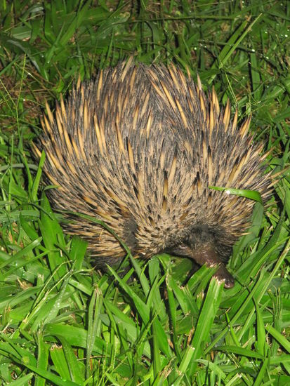 One of the nice encounters you can have here: the Echidna!