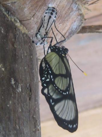 a butterfly just escaping the cocoon