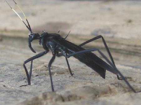 a jungle wasp