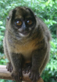a jungle monkey (night active)