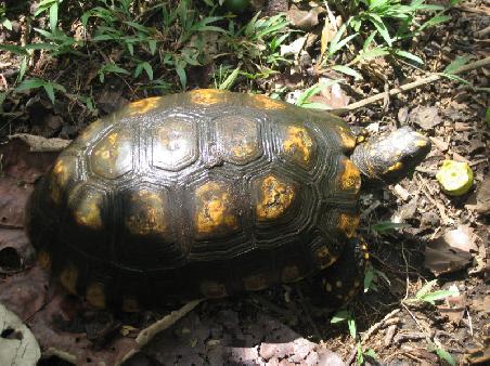 a turtle